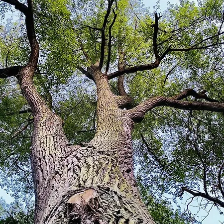 Apartment Rodzinny Platany Centrum *