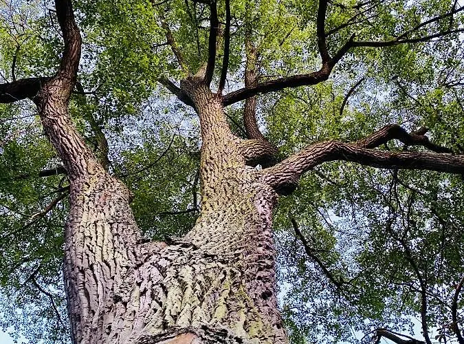 Apartmán Rodzinny Platany Centrum *